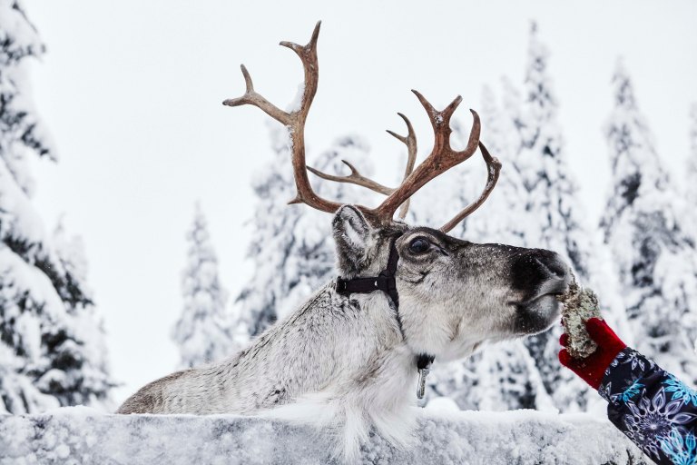 Feeding Reindeer Unmissable Lapland photo by Ruka Kuusamo